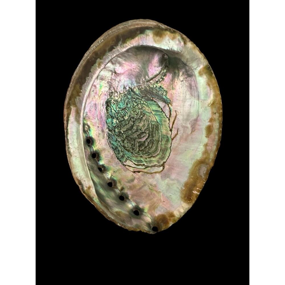 Large Natural Abalone Shell 6” Iridescent Mother of Pearl Smudging Bowl Trinket - Picture 7 of 10